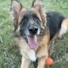 4yr old Male German Shepherd