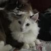 Ragdoll Boy