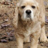 American Cocker Spaniel Boy