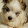 Havanese pup AKC 