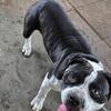Full blooded Mastiff