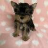 Toy Yorkie Puppy - Female