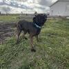 Brindle AKC FEMALE 3yrs old