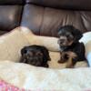 Yorkie ckc reg puppies