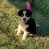 Miniature Australian shepherds, only 5 left!  Blue eyed tri