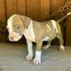 LILAC MERLE / WHITE Pitbull puppies for sale GIOVANNI 917 542 1418