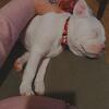 Frenchton puppies