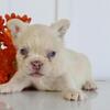 Presley Male Fluffy French Bulldog