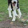 Sheepadoodle 3 years old (Greenwood, IN)
