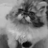 Adorable ELH persian kitten LILY 