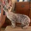 CFA Devon Rex Kittens Available