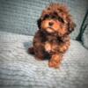 Male Shihpoo 10 weeks old