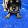 Mini dachshund 