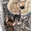 French Bulldog pups