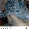 French-bulldog for stud