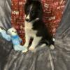 AKC Sheltie pups