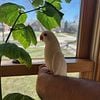 Indian ringneck baby