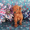 AKC Toy Poodles