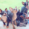 Male Sphynx Kitten