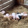 Feeder or Pet Pigs for sale