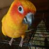 Sun Conure Parrot  for Sale