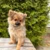 AKC Pomeranian puppies!!!