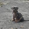 Tri Merle Female American bully puppy Available