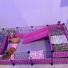 Guinea Pigs for Rehoming