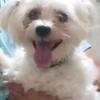 Sweet maltese