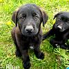 Golden Shepherd Puppies