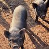 Giuliana/Pot Belly piglets
