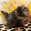 Persian Kittens Purebred CFA  registered