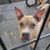 American bully female
