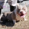 Pocket American Bully Male