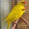 Kakariki must go together! No breeding! Read details.