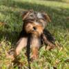 yorkie female puppies