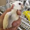 Baby cockatiels for rehome