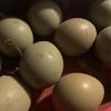 Pheasant fertile hatching eggs