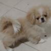 Pekingese