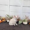White Female Devon Rex
