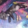 8wk old male Chihuahua