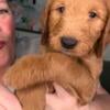 Goldendoodle Puppies Lake Orion