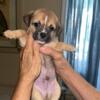 Charming Mixed Breed Puppies (Rat Terrier, Shi Tzu, Pug) - Litter of 5, 4 boys & 1 Girl Ready for Their Forever Home!