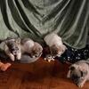 FLUFFY BIG ROPE FRENCHIE