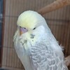 English Budgies .1yr male