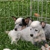 Australian Cattledog puppies