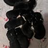 Bernefies (Bernese/newfie) cross 4 girls left