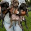 Labrador- cane corso mix