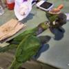 Baby black capped conure