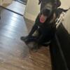 CANE CORSO FEMALE 6 MONTHS $700